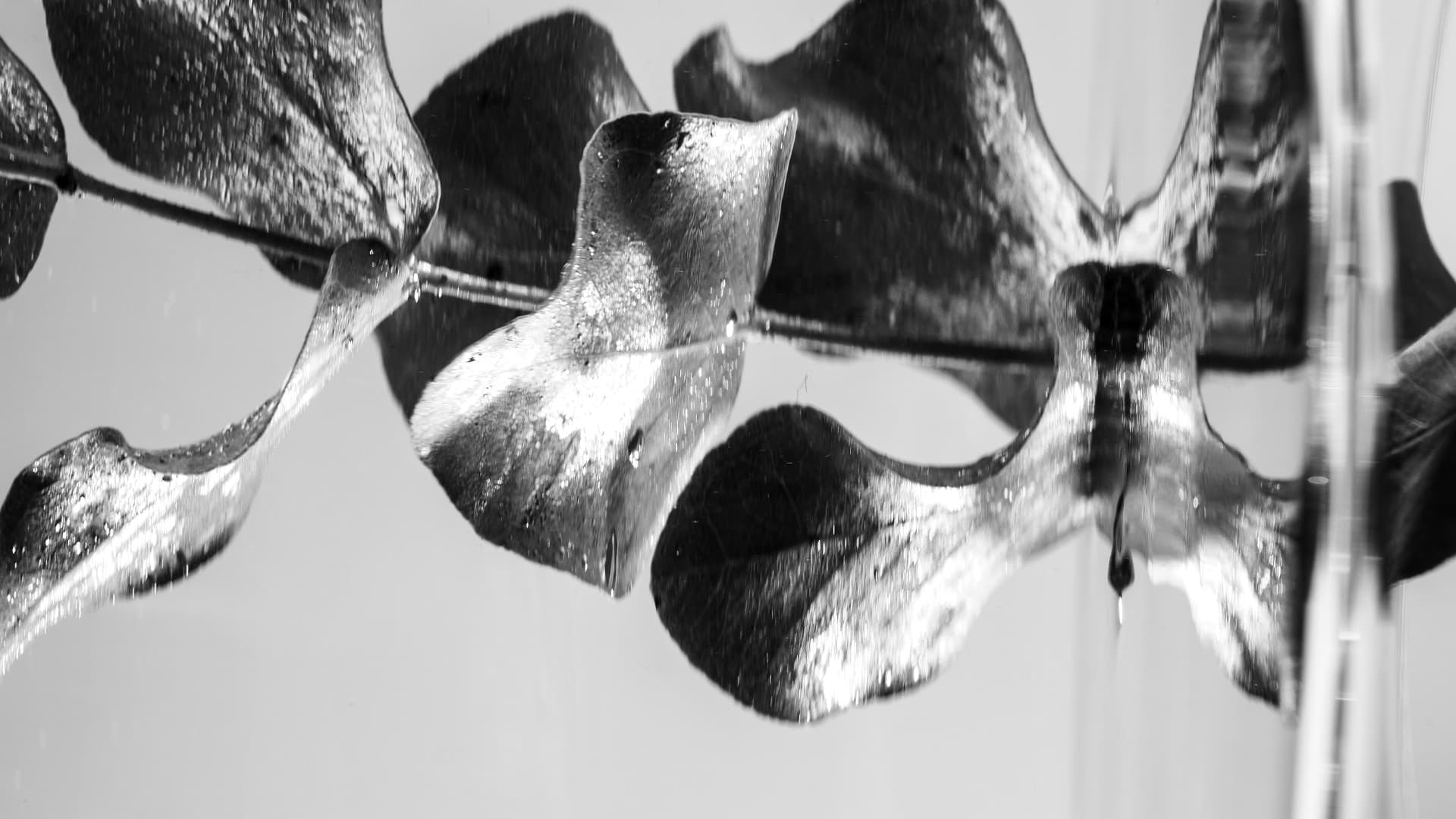 Close-up of wet leaves in black and white